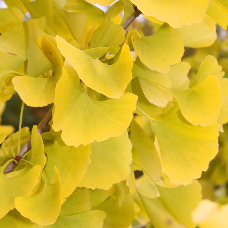 Ginkgo, Fächerblattbaum Ginkgo biloba 'Autumn Gold'