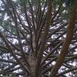 Sequoiadendron giganteum: Bild 5/9