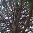Sequoiadendron giganteum: Bild 5/8