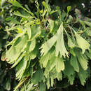 Ginkgo biloba 'Saratoga' - Geschlitzter Ginkgo (Laciniata-Form)