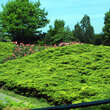 Juniperus pfitz.'Pfitzeriana Aurea': Bild 1/2