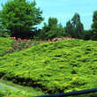 Juniperus pfitz.'Pfitzeriana Aurea': Bild 2/2