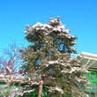 Pinus sylvestris: Bild 5/6