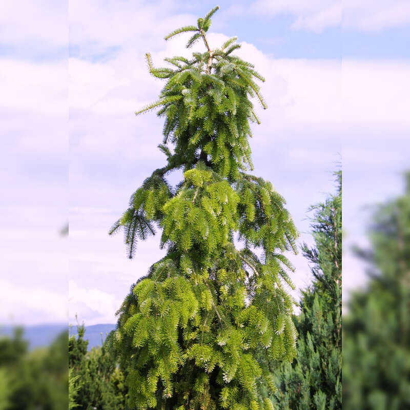 HängeNordmannstanne Abies nordmanniana 'Pendula'