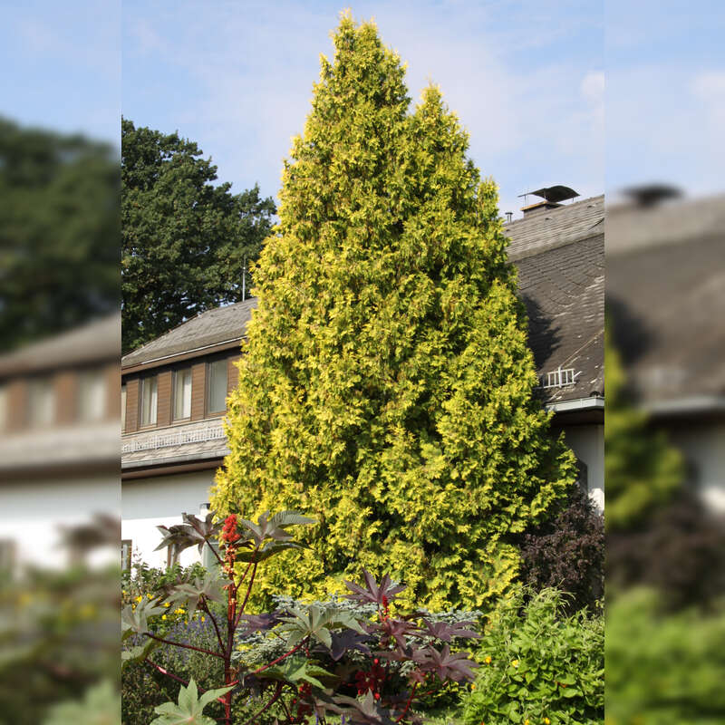 Goldthuje - Thuja occidentalis 'Sunkist' - gelb