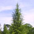 Cedrus libani: Bild 2/3