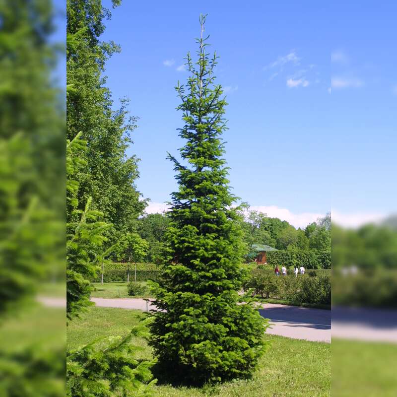 Sibirische Tanne Abies sibirica