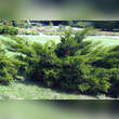 Juniperus pfitzeriana 'Mint Julep': Bild 2/3