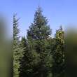 Abies pinsapo: Bild 7/7