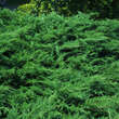 Juniperus sabina 'Blaue Donau': Bild 1/2
