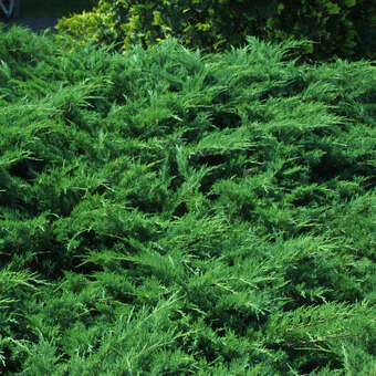 Juniperus sabina 'Blaue Donau'
