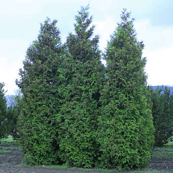 Heckenthuje - Thuja occidentalis 'Brabant' in Baumschulqualitt aus  sterreich kaufen