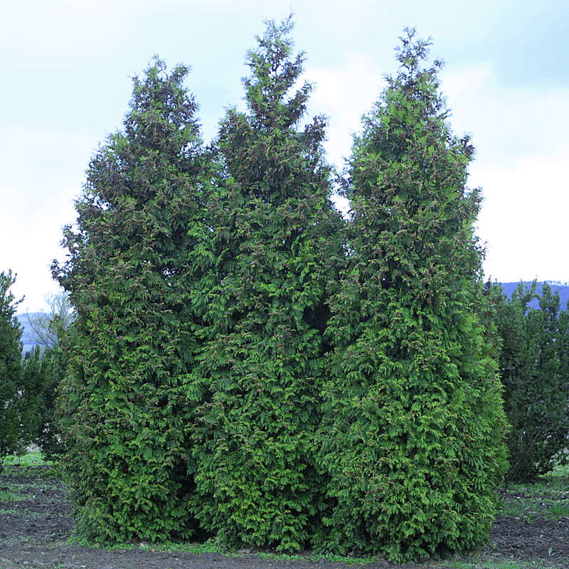 Heckenthuje - Thuja occidentalis 'Brabant' in Baumschulqualitt aus  sterreich kaufen