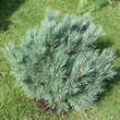Pinus sylvestris 'Watereri': Bild 3/4