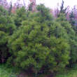 Pinus nigra 'Nana': Bild 3/4