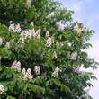 Aesculus hippocastanum: Bild 1/9