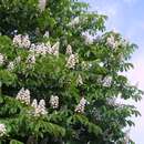Aesculus hippocastanum - Gemeine Rosskastanie