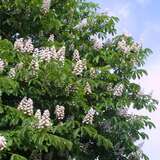 Aesculus hippocastanum - Gemeine Rosskastanie