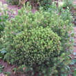 Pinus mugo 'Mini Mops': Bild 4/4