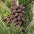 Pinus densiflora 'Umbraculifera': Bild 3/5