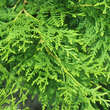 Thuja occidentalis 'Brabant': Bild 2/6