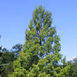 Metasequoia glyptostroboides: Bild 3/6