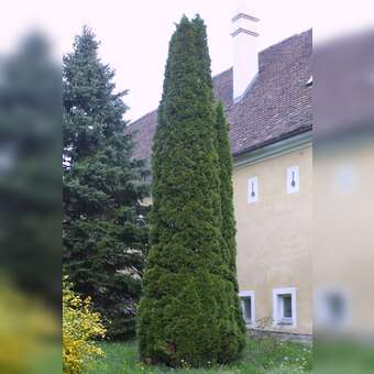 Smaragd-Sulenthuje - Thuja occidentalis 'Smaragd' - grn