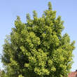 Ginkgo biloba 'Globus': Bild 2/2