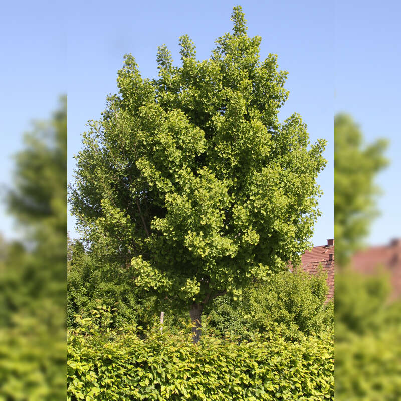 KugelGinkgo Ginkgo biloba 'Globus'