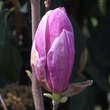Magnolia soulangeana 'Alexandrina': Bild 3/5