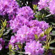 Rhododendron 'Catawb. Grandiflorum': Bild 3/5