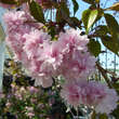 Prunus serrulata 'Kiku-shidare-zakura': Bild 2/3