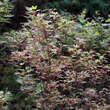 Acer palmatum 'Butterfly': Bild 5/5