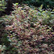 Acer palmatum 'Butterfly': Bild 5/5