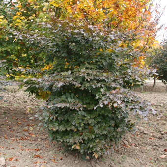 Rotblttrige Schlangenbuche - Fagus sylvatica 'Tortuosa Purpurea' - rot