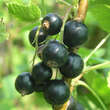 Ribes nigrum 'Titania': Bild 2/2