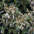 Cornus alternifolia 'Argentea': Bild 2/3