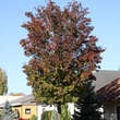 Pyrus calleryana 'Chanticleer': Bild 4/7