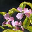Cornus florida 'Sunset': Bild 2/6