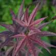 Acer palmatum 'Pixie': Bild 2/3