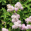 Spiraea japonica 'Little Princess': Bild 2/7