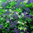 Clematis montana 'Marjorie': Bild 2/4