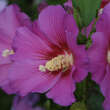 Hibiscus syr. 'Vinorosso': Bild 3/3