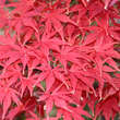 Acer palmatum 'Nicholsonii': Bild 3/3