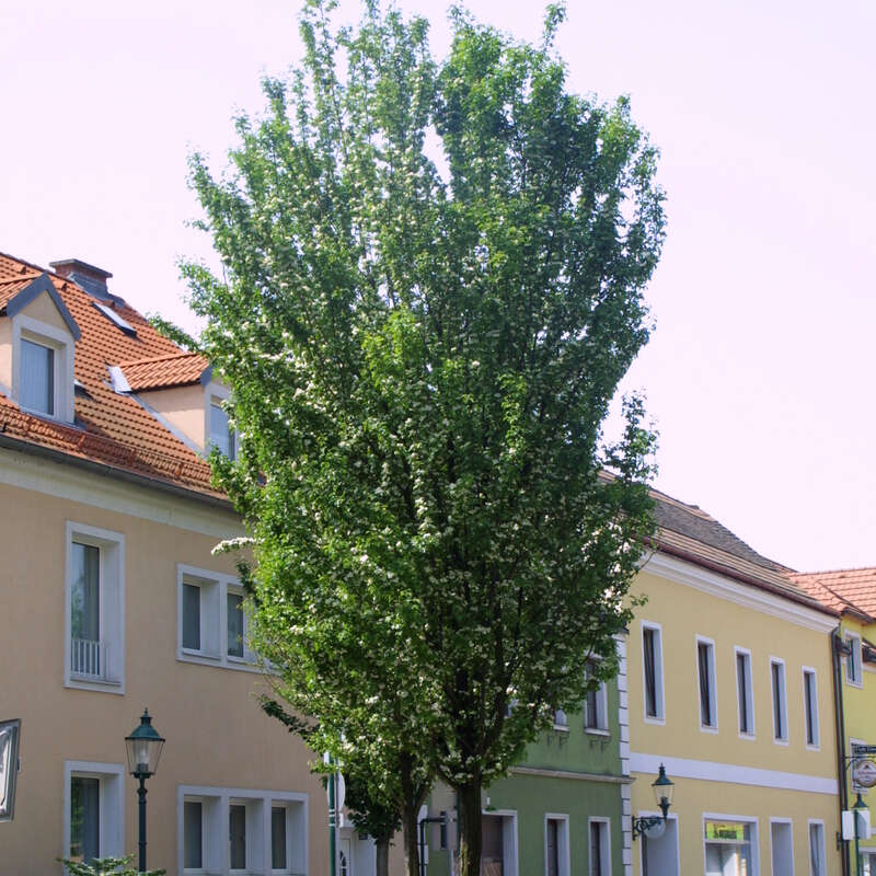 Baum Mit Gelber Herbstfärbung