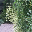 Sophora japonica 'Pendula': Bild 3/7