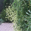 Sophora japonica 'Pendula': Bild 2/9