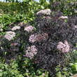 Sambucus nigra 'Black Lace': Bild 8/8