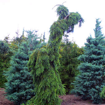 Picea omorika 'Pendula Bruns'