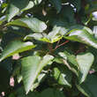 Populus lasiocarpa: Bild 2/2